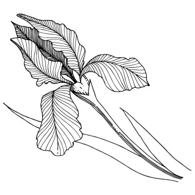 Iris çiçek izole bir vektör tarzı. Bitki tam adı: iris. Arka plan, doku, sarıcı desen, çerçeve veya kenarlık için vektör çiçek.