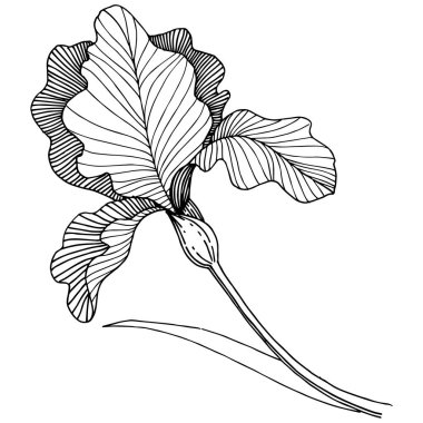 Iris çiçek izole bir vektör tarzı. Bitki tam adı: iris. Arka plan, doku, sarıcı desen, çerçeve veya kenarlık için vektör çiçek.