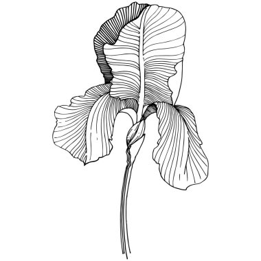 Iris çiçek izole bir vektör tarzı. Bitki tam adı: iris. Arka plan, doku, sarıcı desen, çerçeve veya kenarlık için vektör çiçek.