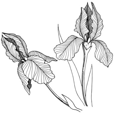 Iris çiçek izole bir vektör tarzı. Bitki tam adı: iris. Arka plan, doku, sarıcı desen, çerçeve veya kenarlık için vektör çiçek.