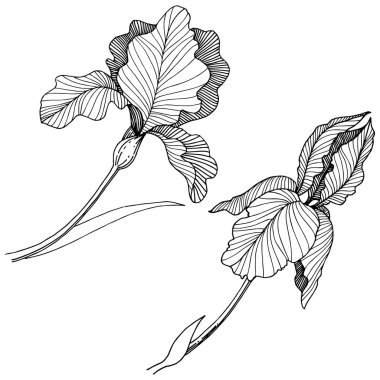 Süsen çiçeği izole bir vektör tarzı. Bitki tam adı: iris. Arka plan, doku, sarıcı desen, çerçeve veya kenarlık için vektör çiçek.