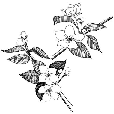 Elma izole bir vektör stil çiçeklenir. Bitki tam adı: elma çiçekler. Arka plan, doku, sarıcı desen, çerçeve veya kenarlık için vektör çiçek.