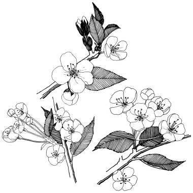 Elma izole bir vektör stil çiçeklenir. Bitki tam adı: elma çiçekler. Arka plan, doku, sarıcı desen, çerçeve veya kenarlık için vektör çiçek.