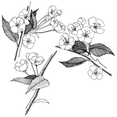 Elma izole bir vektör stil çiçeklenir. Bitki tam adı: elma çiçekler. Arka plan, doku, sarıcı desen, çerçeve veya kenarlık için vektör çiçek.