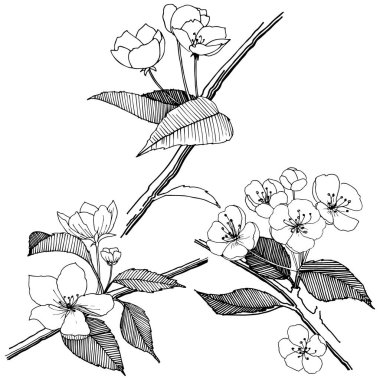 Elma izole bir vektör stil çiçeklenir. Bitki tam adı: elma çiçekler. Arka plan, doku, sarıcı desen, çerçeve veya kenarlık için vektör çiçek.