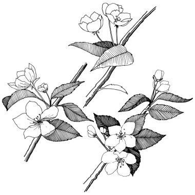 Elma izole bir vektör stil çiçeklenir. Bitki tam adı: elma çiçekler. Arka plan, doku, sarıcı desen, çerçeve veya kenarlık için vektör çiçek.