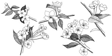 Elma izole bir vektör stil çiçeklenir. Bitki tam adı: elma çiçekler. Arka plan, doku, sarıcı desen, çerçeve veya kenarlık için vektör çiçek.