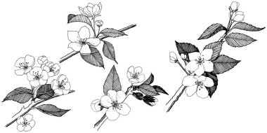 Elma izole bir vektör stil çiçeklenir. Bitki tam adı: elma çiçekler. Arka plan, doku, sarıcı desen, çerçeve veya kenarlık için vektör çiçek.