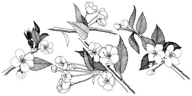 Elma izole bir vektör stil çiçeklenir. Bitki tam adı: elma çiçekler. Arka plan, doku, sarıcı desen, çerçeve veya kenarlık için vektör çiçek.