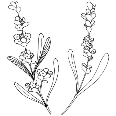 Çiçek lavanta izole bir vektör tarzı. Bitki tam adı: lavanta. Arka plan, doku, sarıcı desen, çerçeve veya kenarlık için vektör çiçek.