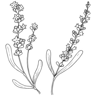 Çiçek lavanta izole bir vektör tarzı. Bitki tam adı: lavanta. Arka plan, doku, sarıcı desen, çerçeve veya kenarlık için vektör çiçek.