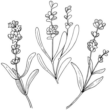 Çiçek lavanta izole bir vektör tarzı. Bitki tam adı: lavanta. Arka plan, doku, sarıcı desen, çerçeve veya kenarlık için vektör çiçek.