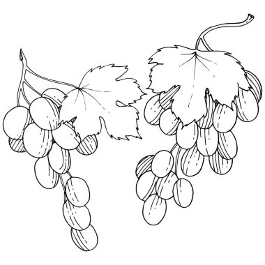 Üzüm sağlıklı gıda izole bir vektör tarzı. Meyve tam adı: üzüm. Vektör arka plan, doku, sarıcı desen veya menü yabani meyve.