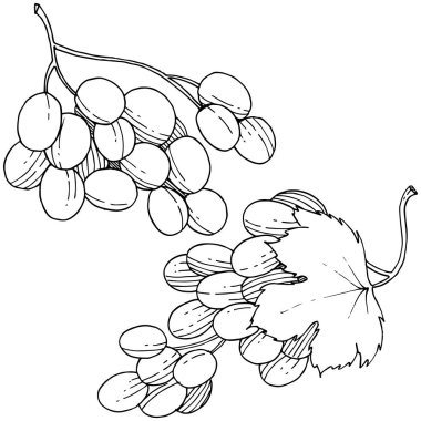 Üzüm sağlıklı gıda izole bir vektör tarzı. Meyve tam adı: üzüm. Vektör arka plan, doku, sarıcı desen veya menü yabani meyve.