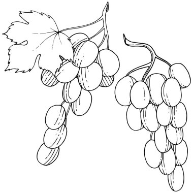 Üzüm sağlıklı gıda izole bir vektör tarzı. Meyve tam adı: üzüm. Vektör arka plan, doku, sarıcı desen veya menü yabani meyve.