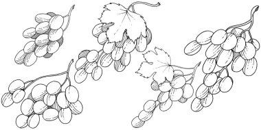 Üzüm sağlıklı gıda izole bir vektör tarzı. Meyve tam adı: üzüm. Vektör arka plan, doku, sarıcı desen veya menü yabani meyve.