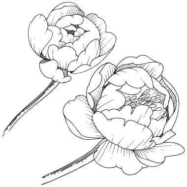 Kır çiçeği şakayık izole bir vektör tarzı. Bitki tam adı: şakayık. Arka plan, doku, sarıcı desen, çerçeve veya kenarlık için vektör çiçek.