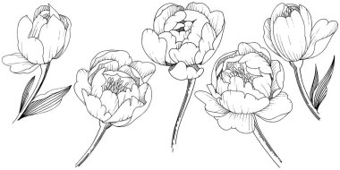 Kır çiçeği şakayık izole bir vektör tarzı. Bitki tam adı: şakayık. Arka plan, doku, sarıcı desen, çerçeve veya kenarlık için vektör çiçek.