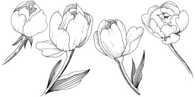 Kır çiçeği şakayık izole bir vektör tarzı. Bitki tam adı: şakayık. Arka plan, doku, sarıcı desen, çerçeve veya kenarlık için vektör çiçek.