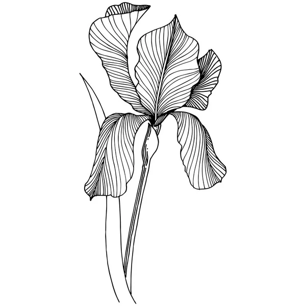 Iris Çiçek Izole Bir Vektör Tarzı Bitki Tam Adı Iris — Stok Vektör