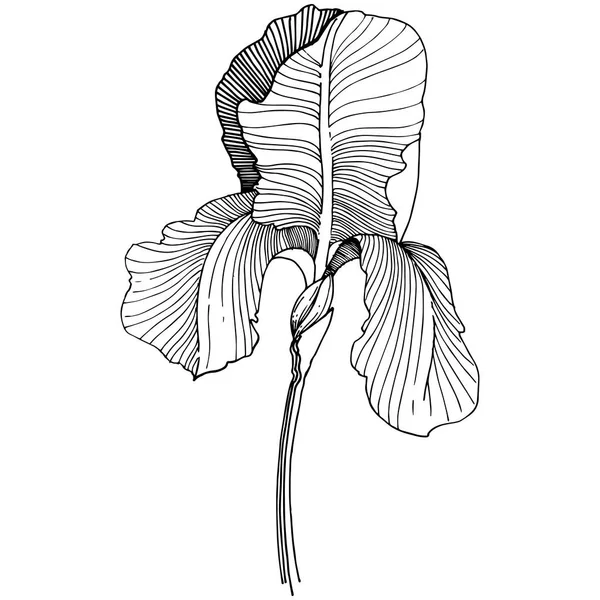 Iris çiçek izole bir vektör tarzı. Bitki tam adı: iris. Arka plan, doku, sarıcı desen, çerçeve veya kenarlık için vektör çiçek.