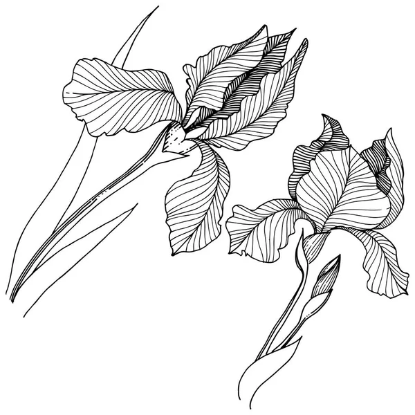 Ирис Цветок Векторном Стиле Изолирован Полное Название Растения Ирисы Векторный — стоковый вектор
