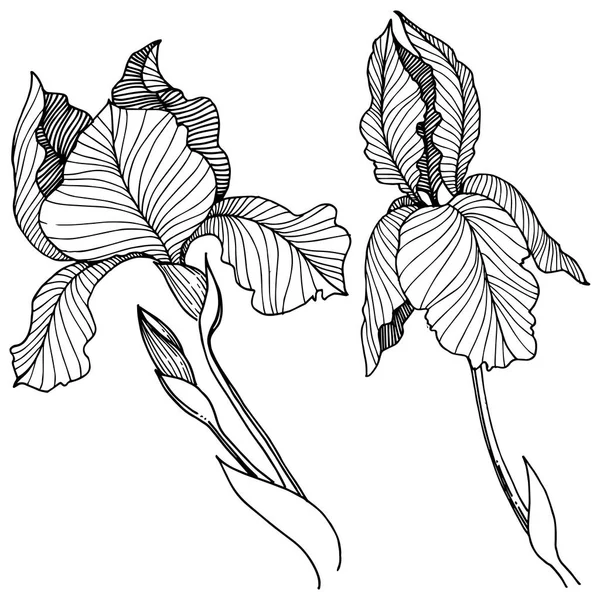 Iris çiçek izole bir vektör tarzı. Bitki tam adı: iris. Arka plan, doku, sarıcı desen, çerçeve veya kenarlık için vektör çiçek.