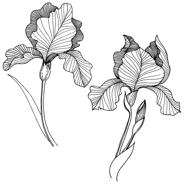 Irise 花在矢量样式分离 植物全名 包装图案 框架或边框的矢量花 — 图库矢量图片