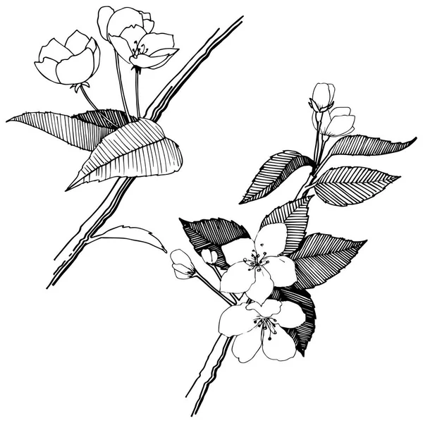 Elma izole bir vektör stil çiçeklenir. Bitki tam adı: elma çiçekler. Arka plan, doku, sarıcı desen, çerçeve veya kenarlık için vektör çiçek.