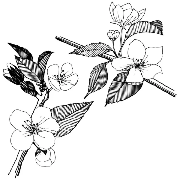 Flores Manzana Estilo Vectorial Aislado Nombre Completo Planta Flores Manzana — Vector de stock