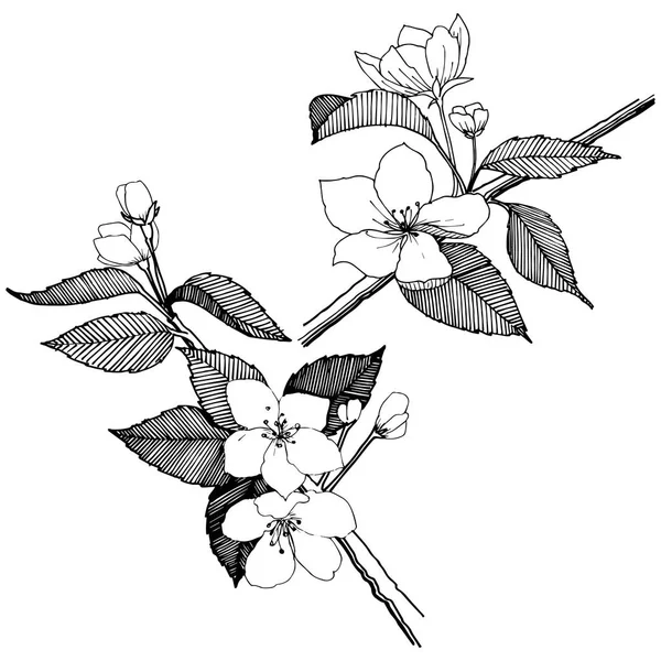 Elma izole bir vektör stil çiçeklenir. Bitki tam adı: elma çiçekler. Arka plan, doku, sarıcı desen, çerçeve veya kenarlık için vektör çiçek.