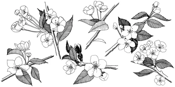 Elma izole bir vektör stil çiçeklenir. Bitki tam adı: elma çiçekler. Arka plan, doku, sarıcı desen, çerçeve veya kenarlık için vektör çiçek.