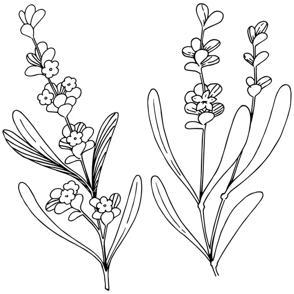 Квітка Лаванди Векторному Стилі Ізольована Повна Назва Рослини Лаванда Векторна — стоковий вектор