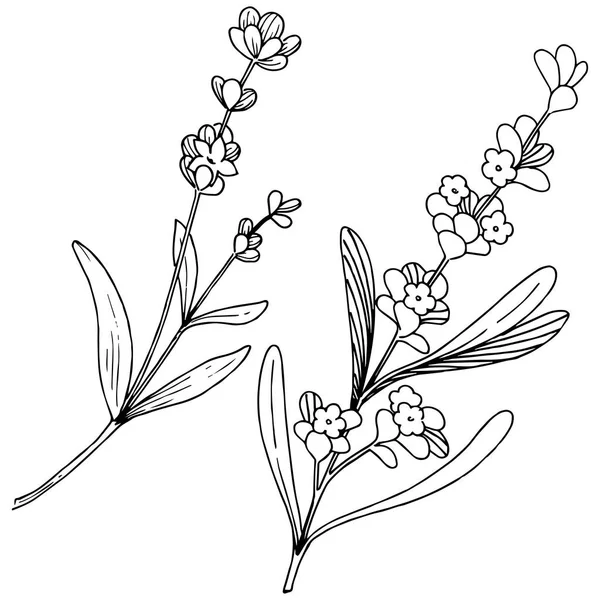 Blütenlavendel Vektorstil Isoliert Voller Name Der Pflanze Lavendel Vektorblume Für — Stockvektor