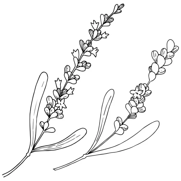 Цветочная Лаванда Векторном Стиле Изолирована Полное Название Растения Лаванда Векторный — стоковый вектор