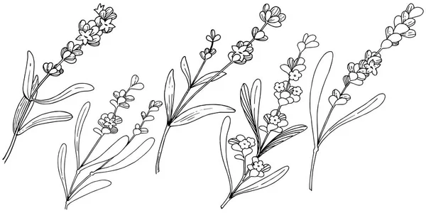 Цветочная Лаванда Векторном Стиле Изолирована Полное Название Растения Лаванда Векторный — стоковый вектор