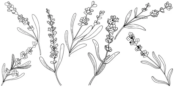 Blomma Lavendel Vektor Stil Isolerade Fullständigt Namn Anläggningen Lavendel Vektor — Stock vektor