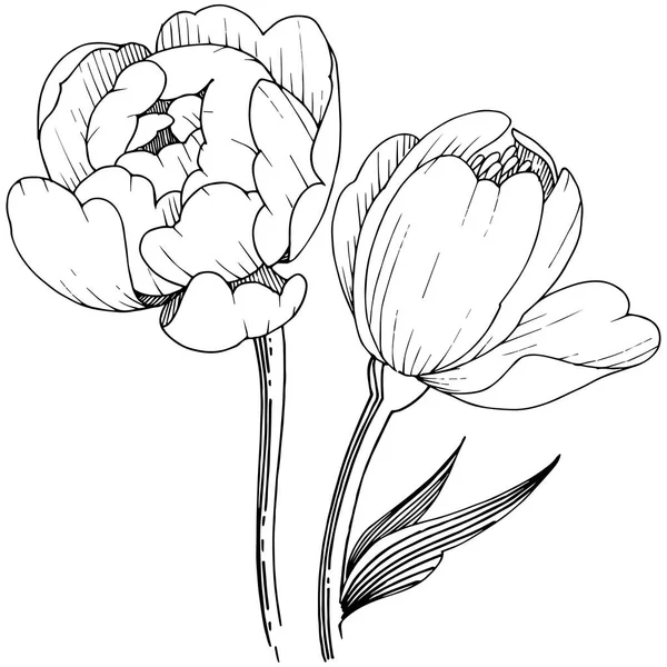 Peonía Flor Silvestre Estilo Vectorial Aislado Nombre Completo Planta Peony — Archivo Imágenes Vectoriales