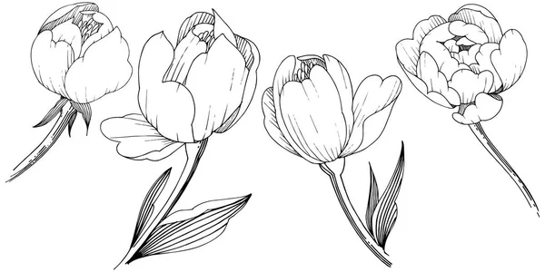 Pivoine Fleurs Sauvages Dans Style Vectoriel Isolé Nom Complet Plante — Image vectorielle