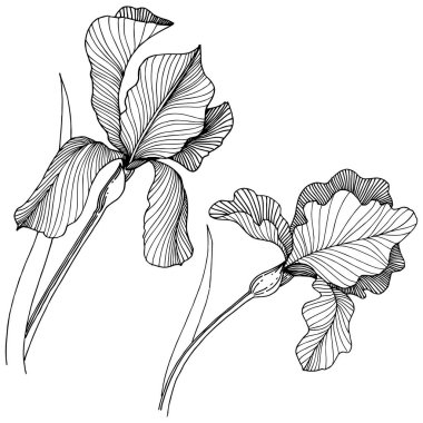 Irise çiçek izole bir vektör tarzı. Bitki tam adı: iris. Arka plan, doku, sarıcı desen, çerçeve veya kenarlık için vektör çiçek.