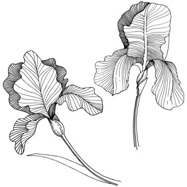 Irise çiçek izole bir vektör tarzı. Bitki tam adı: iris. Arka plan, doku, sarıcı desen, çerçeve veya kenarlık için vektör çiçek.