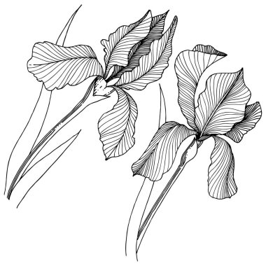 Irise çiçek izole bir vektör tarzı. Bitki tam adı: iris. Arka plan, doku, sarıcı desen, çerçeve veya kenarlık için vektör çiçek.