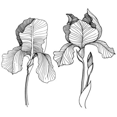 Irise çiçek izole bir vektör tarzı. Bitki tam adı: iris. Arka plan, doku, sarıcı desen, çerçeve veya kenarlık için vektör çiçek.