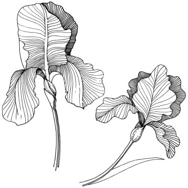 Irise çiçek izole bir vektör tarzı. Bitki tam adı: iris. Arka plan, doku, sarıcı desen, çerçeve veya kenarlık için vektör çiçek.