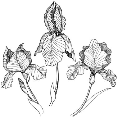 Irise çiçek izole bir vektör tarzı. Bitki tam adı: iris. Arka plan, doku, sarıcı desen, çerçeve veya kenarlık için vektör çiçek.