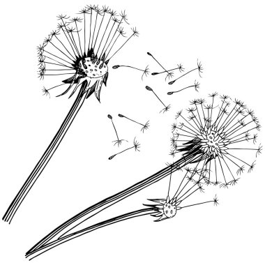 Kır çiçeği izole bir vektör tarzda karahindiba. Bitki tam adı: karahindiba. Arka plan, doku, sarıcı desen, çerçeve veya kenarlık için vektör çiçek.