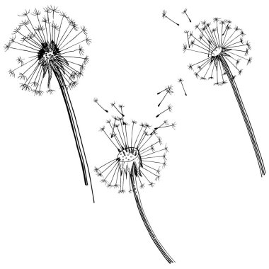 Kır çiçeği izole bir vektör tarzda karahindiba. Bitki tam adı: karahindiba. Arka plan, doku, sarıcı desen, çerçeve veya kenarlık için vektör çiçek.