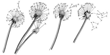 Kır çiçeği izole bir vektör tarzda karahindiba. Bitki tam adı: karahindiba. Arka plan, doku, sarıcı desen, çerçeve veya kenarlık için vektör çiçek.