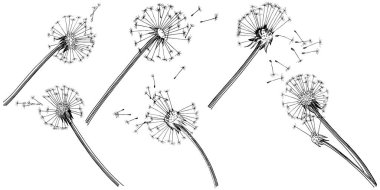 Kır çiçeği izole bir vektör tarzda karahindiba. Bitki tam adı: karahindiba. Arka plan, doku, sarıcı desen, çerçeve veya kenarlık için vektör çiçek.