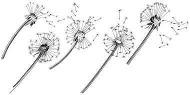 Kır çiçeği izole bir vektör tarzda karahindiba. Bitki tam adı: karahindiba. Arka plan, doku, sarıcı desen, çerçeve veya kenarlık için vektör çiçek.